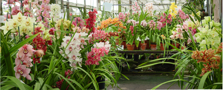 Cymbidiums at Santa Barbara Orchid Estate