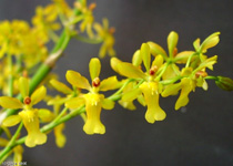 Oncidium Santa Barbara Orchid Estate